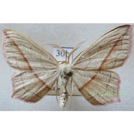 Timandra comae Schmidt, 1931 Czech30b